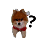 pomeranian cosplay2（個別スタンプ：7）