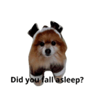 pomeranian cosplay2（個別スタンプ：8）