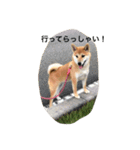柴犬 ココたんのスタンプ（個別スタンプ：2）