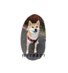 柴犬 ココたんのスタンプ（個別スタンプ：3）