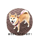 柴犬 ココたんのスタンプ（個別スタンプ：5）