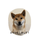柴犬 ココたんのスタンプ（個別スタンプ：6）