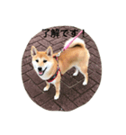 柴犬 ココたんのスタンプ（個別スタンプ：7）