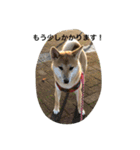 柴犬 ココたんのスタンプ（個別スタンプ：8）