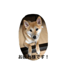 柴犬 ココたんのスタンプ（個別スタンプ：9）