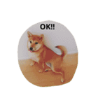 柴犬 ココたんのスタンプ（個別スタンプ：10）