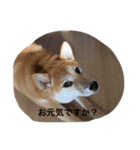 柴犬 ココたんのスタンプ（個別スタンプ：11）