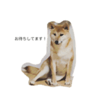 柴犬 ココたんのスタンプ（個別スタンプ：12）