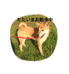 柴犬 ココたんのスタンプ（個別スタンプ：13）