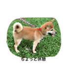 柴犬 ココたんのスタンプ（個別スタンプ：14）