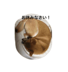 柴犬 ココたんのスタンプ（個別スタンプ：16）