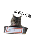 まりんの日常会話（個別スタンプ：14）