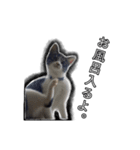 こんぶとわかめ（個別スタンプ：5）