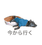 とらまつ①（個別スタンプ：3）
