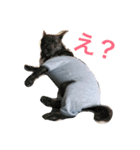 とらまつ①（個別スタンプ：10）