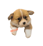 コーギーの赤ちゃん（個別スタンプ：1）