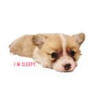 コーギーの赤ちゃん（個別スタンプ：2）