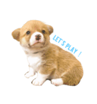 コーギーの赤ちゃん（個別スタンプ：3）