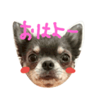 チワワのココア（個別スタンプ：1）
