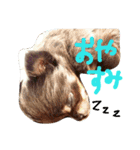チワワのココア（個別スタンプ：2）
