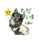 チワワのココア（個別スタンプ：6）