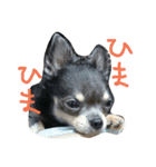 チワワのココア（個別スタンプ：7）