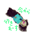 チワワのココア（個別スタンプ：8）