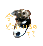 チワワのココア（個別スタンプ：9）