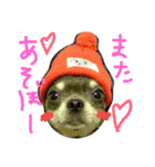 チワワのココア（個別スタンプ：10）