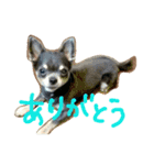 チワワのココア（個別スタンプ：12）