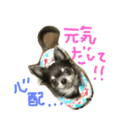 チワワのココア（個別スタンプ：14）