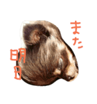 チワワのココア（個別スタンプ：16）