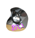 可愛い柴犬2（個別スタンプ：1）