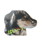 可愛い柴犬2（個別スタンプ：3）