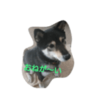 可愛い柴犬2（個別スタンプ：5）