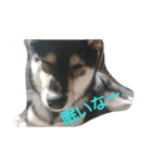 可愛い柴犬2（個別スタンプ：6）