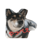 可愛い柴犬2（個別スタンプ：8）