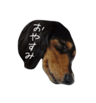 イヌの生活（個別スタンプ：5）