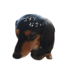 イヌの生活（個別スタンプ：6）
