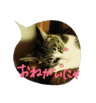 使えるあいさつ（個別スタンプ：1）