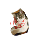 使えるあいさつ（個別スタンプ：11）