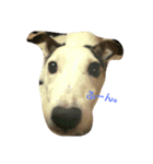jack russel terrier Wanco（個別スタンプ：1）