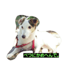 jack russel terrier Wanco（個別スタンプ：2）