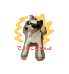 jack russel terrier Wanco（個別スタンプ：3）