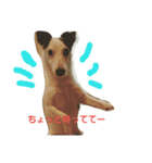 jack russel terrier Wanco（個別スタンプ：4）