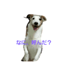 jack russel terrier Wanco（個別スタンプ：5）