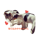 jack russel terrier Wanco（個別スタンプ：7）