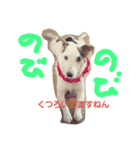 jack russel terrier Wanco（個別スタンプ：8）
