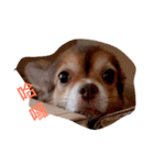 QQbabeDOG（個別スタンプ：1）