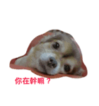 QQbabeDOG（個別スタンプ：2）